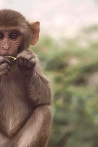 baby monkey sitting at monkey world dorset