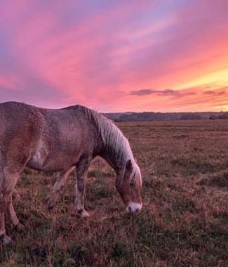 a new forest pony in dorset with a pink sky background